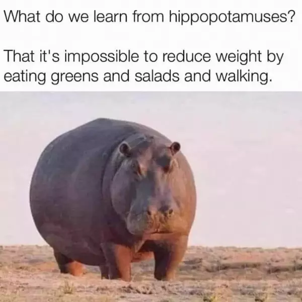hippo+lessos