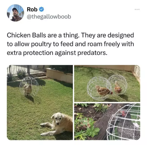 a+new+type+of+chicken+ball