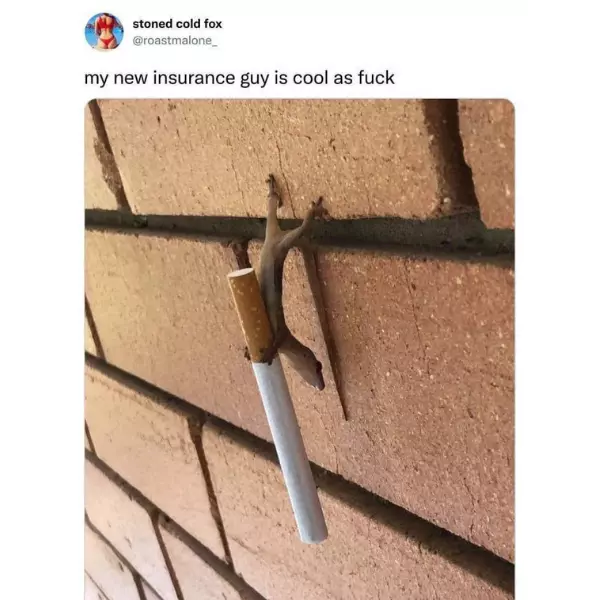 from+geico+to+geicool