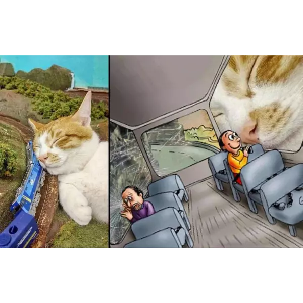 training+for+a+catnap