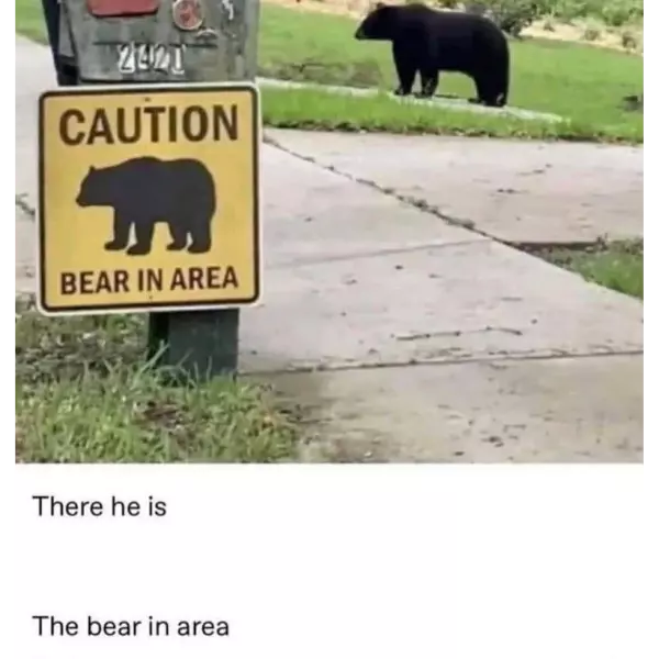 single+bears+in+your+area