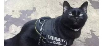 securicat