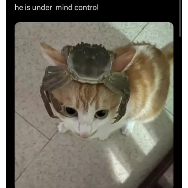 feelin%26%238217%3B+crabby