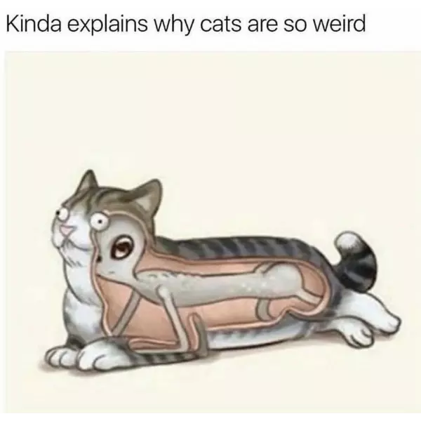 cats+are+out+of+this+world