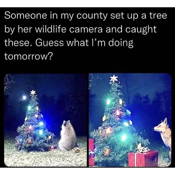 a+tree+treat