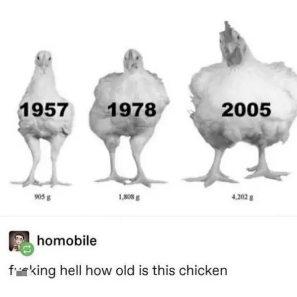 long-lasting+chicken