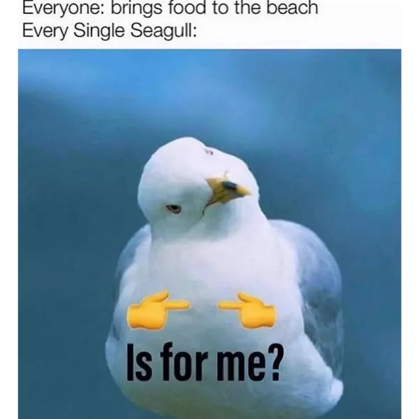see%3F+Gall+of+seagull