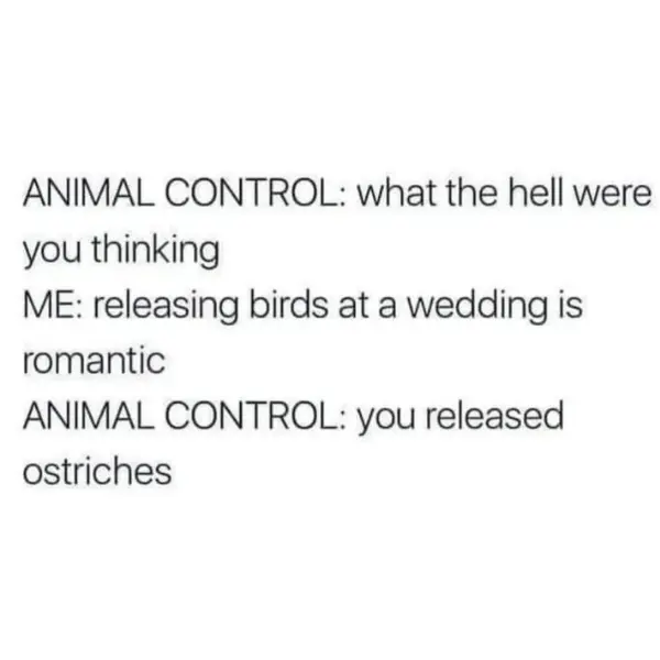 sorry%2C+i%26%238217%3Bm+kinda+birdbrained