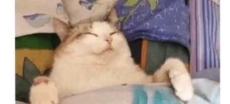 cat+nap