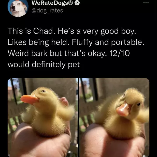 fluffy%26%238230%3Bdog%26%238230%3B