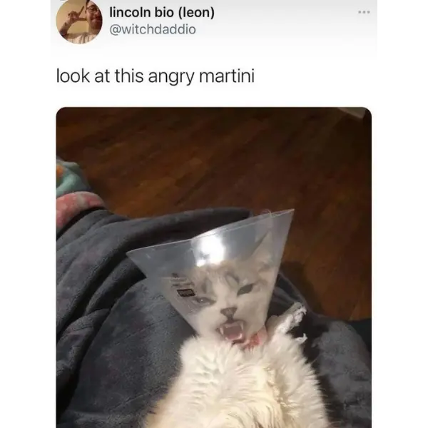 %26%238220%3Bvodka+meowtini%2C+shaken%2C+not+purred%26%238221%3B