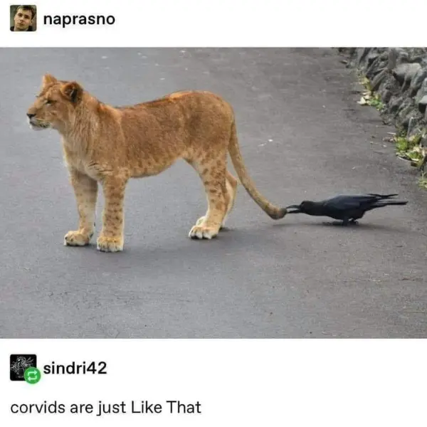 corvid+cat-pture