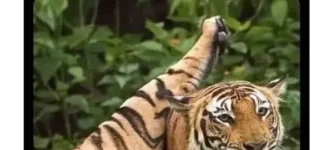 the+best+tiger+picture+ever+taken