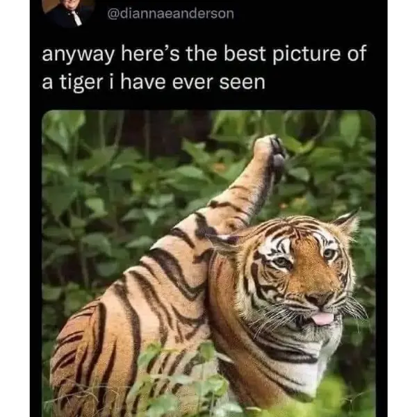the+best+tiger+picture+ever+taken