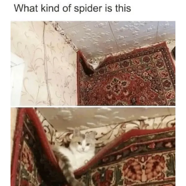 cat-faced+spider