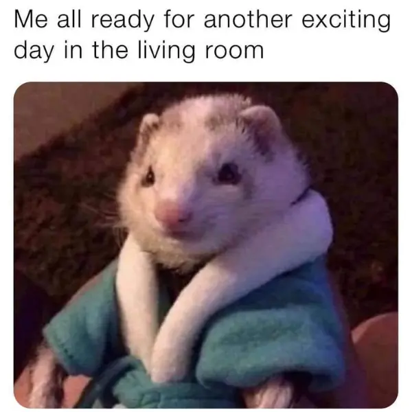 living+in+the+living