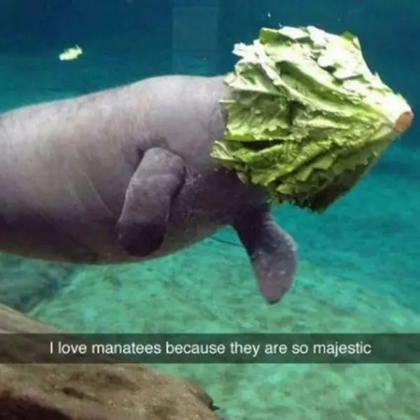 barbara+manatee+%28manatee+manatee%29