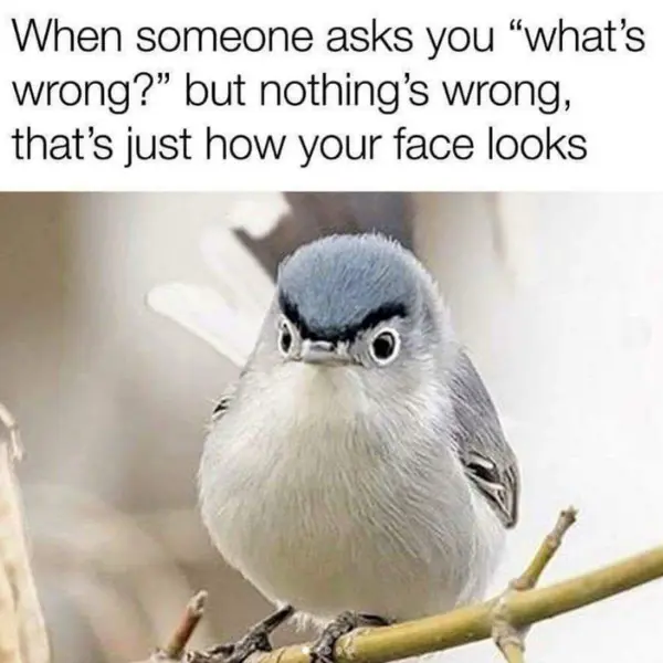 resting+bird+face