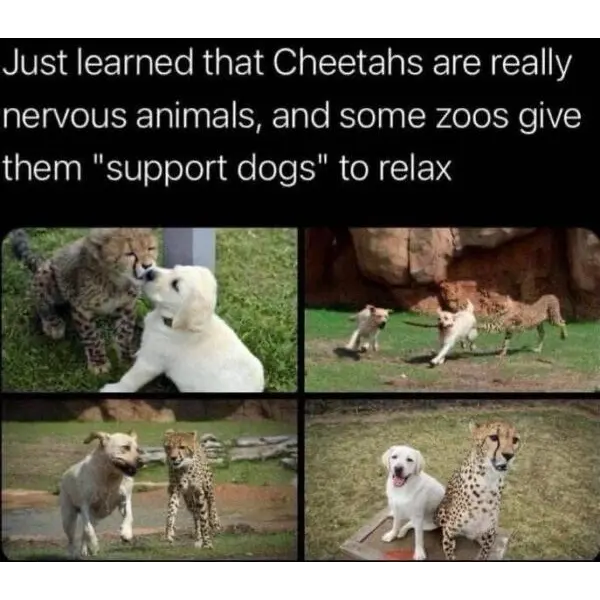 cheetah+cheer-up