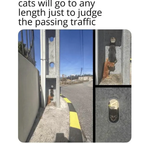 obeying+traffic+claws