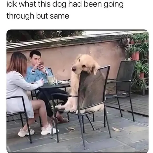 doggy+disassociation