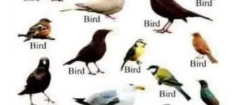 bird