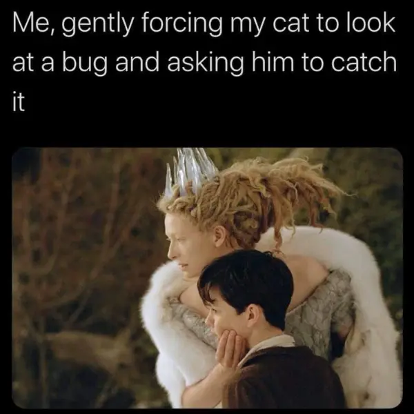 cat-pturing+attention